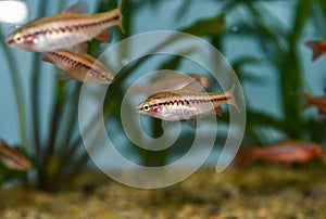 Fish red cherry barb juvenile swimming in freshwater tropical aquarium