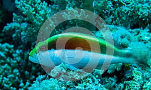 Fish of the Red Sea. Hawkfish