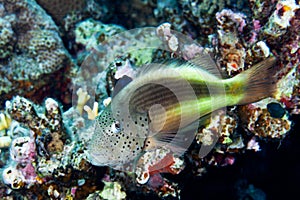 Fish of the Red Sea. Hawkfish