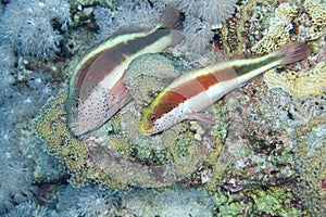 Fish of the Red Sea. Hawkfish