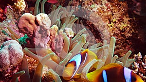 Fish of the Red Sea. Red Sea Anemonefish Amphiprion bicinctus