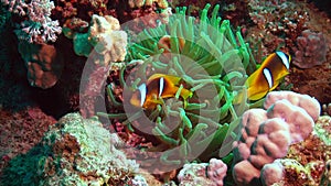 Fish of the Red Sea. Red Sea Anemonefish Amphiprion bicinctus