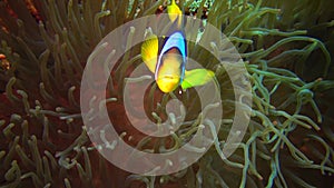 Fish of the Red Sea. Red Sea Anemonefish Amphiprion bicinctus. A married couple of fishes swimming in green sea anemone
