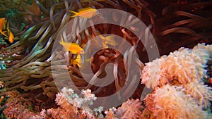 Fish of the Red Sea. Red Sea Anemonefish Amphiprion bicinctus. A married couple of fishes swimming in green sea anemone