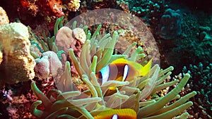 Fish of the Red Sea. Red Sea Anemonefish Amphiprion bicinctus. A married couple of fishes swimming in green sea anemone, a