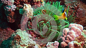 Fish of the Red Sea. Red Sea Anemonefish Amphiprion bicinctus. A married couple of fishes swimming in green sea anemone, a