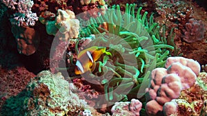 Fish of the Red Sea. Red Sea Anemonefish Amphiprion bicinctus. A married couple of fishes swimming in green sea anemone, a