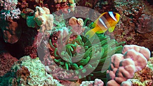 Fish of the Red Sea. Red Sea Anemonefish Amphiprion bicinctus. A married couple of fishes swimming in green sea anemone, a