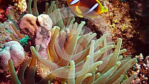 Fish of the Red Sea. Red Sea Anemonefish Amphiprion bicinctus. A married couple of fishes swimming in green sea anemone, a