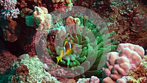 Fish of the Red Sea. Red Sea Anemonefish Amphiprion bicinctus. A married couple of fishes swimming in green sea anemone, a