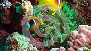 Fish of the Red Sea. Red Sea Anemonefish Amphiprion bicinctus. A married couple of fishes swimming in green sea anemone, a