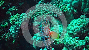 Fish of the Red Sea.  Red Sea coral grouper Plectropomus pessuliferus marisrubri swims over
