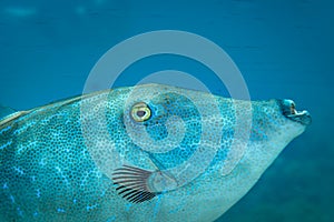 Fish of the Red Sea. Scrawled filefish