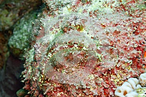 Fish of the Red Sea, Stonefish