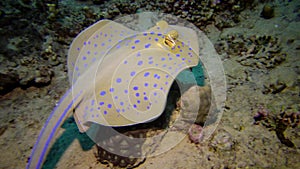 Fish of the Red Sea. Taeniura lymma Bluespotted ribbontail ray lies on sand or floats among corals on a reef in the Red Sea