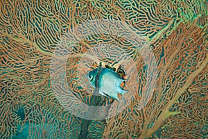 Fish of the Red Sea. Yelloebelly damselfish