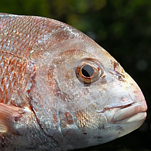 Fish: Red Snapper head close up