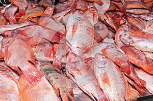 Fish, red tilapia or red mojarra Oreochromis