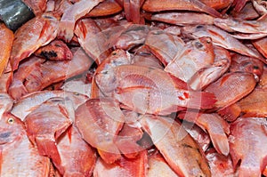 Fish, red tilapia or red mojarra Oreochromis