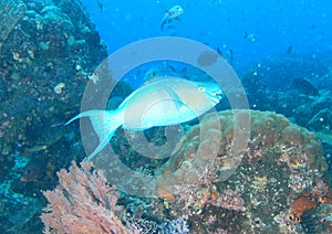 Fish Redlip parrotfish
