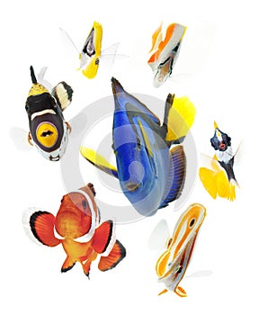 Fish, reef fish, marine fish party isolated on whi