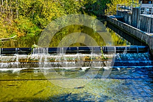 Fish Reflection Issaquah Creek Salmon Hatchery Washington photo