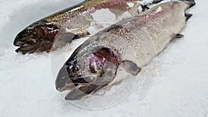 Fish on a refrigerated counter in a store. Chilled trout