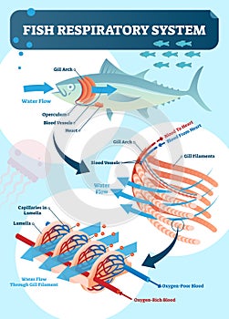 Fish respiratory system diagram vector illustration. Labeled anatomical scheme with gill arch, operculum, blood vessels and heart.