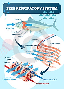 Fish respiratory system diagram vector illustration. Labeled anatomical scheme with gill arch, operculum, blood vessels and heart. photo