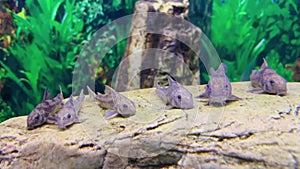 Fish resting on a rock