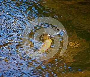 Fish Rising to Take Fly