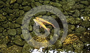 Fish in river