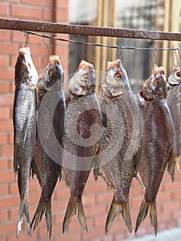 Fish, river, bream, dried, hanging, yard, garden, hooked, fishing, village, selective focus, salted, snack