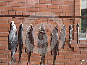 Fish, river, bream, dried, hanging, yard, garden, hooked, fishing, village, selective focus, salted, snack