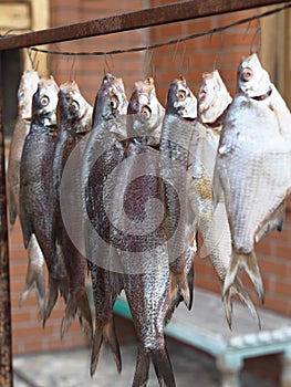 Fish, river, bream, dried, hanging, yard, garden, hooked, fishing, village, selective focus, salted, snack