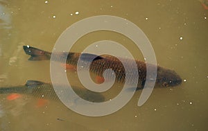 Fish in the river chub
