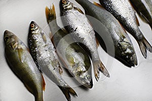 Fish river roach and red sea bream isolated on white background Scardinius erythrophthalmus