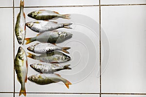 Fish river roach and red sea bream isolated on white background Scardinius erythrophthalmus