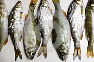 Fish river roach and red sea bream isolated on white background Scardinius erythrophthalmus