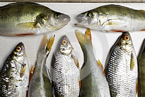 Fish river roach and red sea bream isolated on white background Scardinius erythrophthalmus