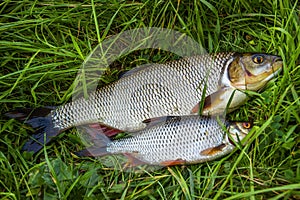 Fish roach and ide on the grass. Fresh.