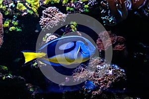 Fish Royal Blue Surgeon - Paracanthurus hepatus