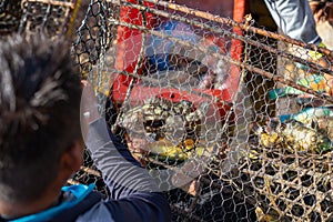 Fish in the rusty metal trap taking out by the fisherman on the boat in a sunny day.