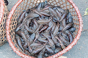 Fish for sale