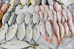 Fish for sale