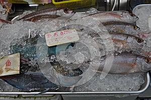 Fish for Sale