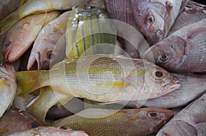 Fish for sale at Barkha Fish Market, Muscat