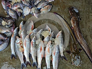 fish sale in Indian fish Bazar HD