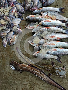 fish sale in Indian fish Bazar HD