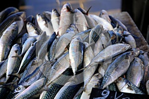 Fish for sale on the market bench  Le Vieux Port  Marseille  France